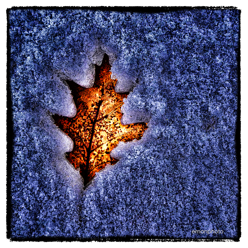 P1120209_Dead_Leaf_in_Snow_Nik_w