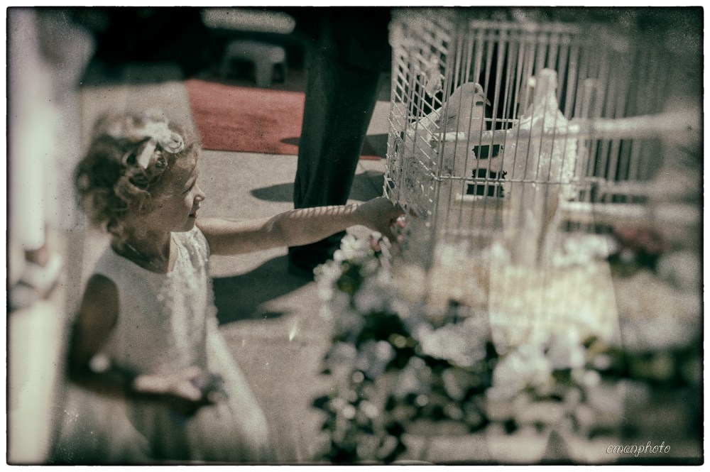 DSC_0542_White_Doves_Nik_1920