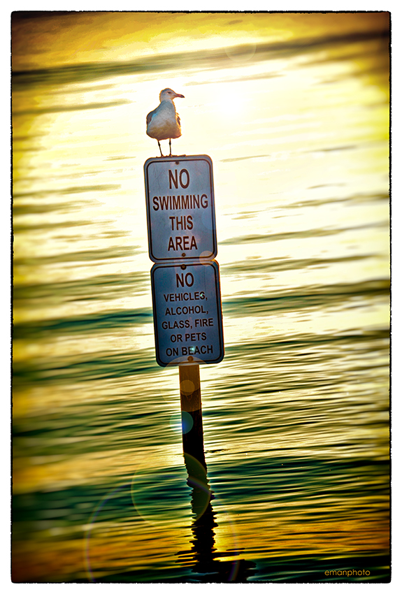 DSC_0192_Seagul_on_Post_w