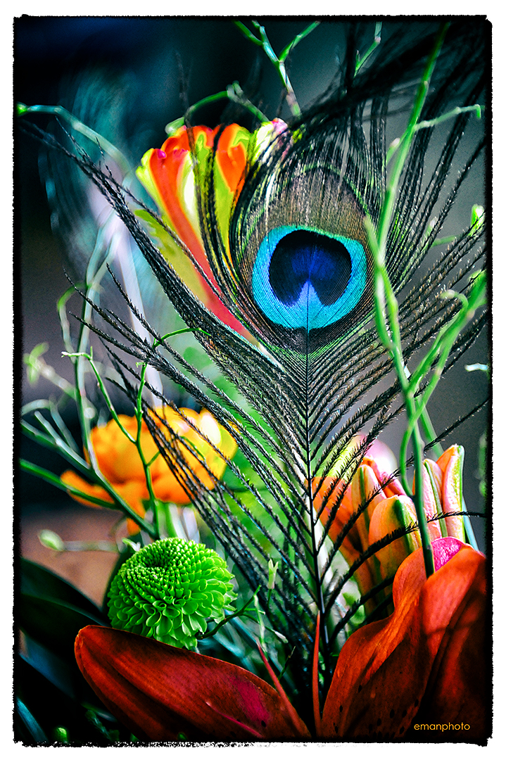 DSC_2325_Peacock_Feather_Nik_1080