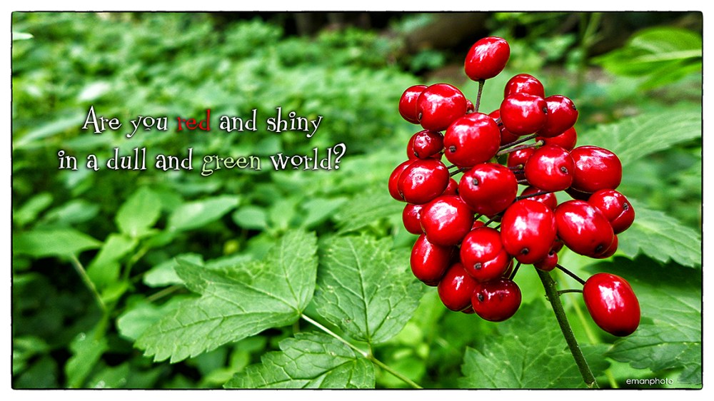 P1140926_Red & Shiny_w