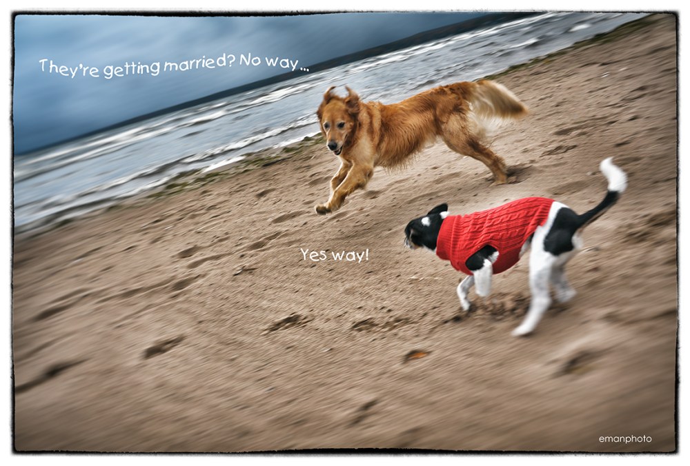DSC_1912_Dogs_Running_Text_w