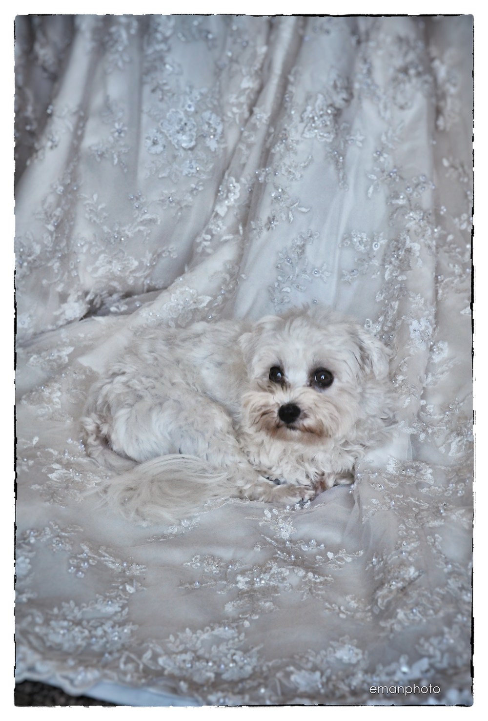 DSC_1652_Pooch & Gown_BB