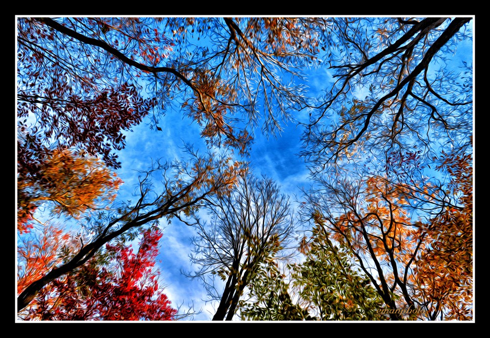DSC_3272_Fall_Tree_Canopy_Borders.jpg