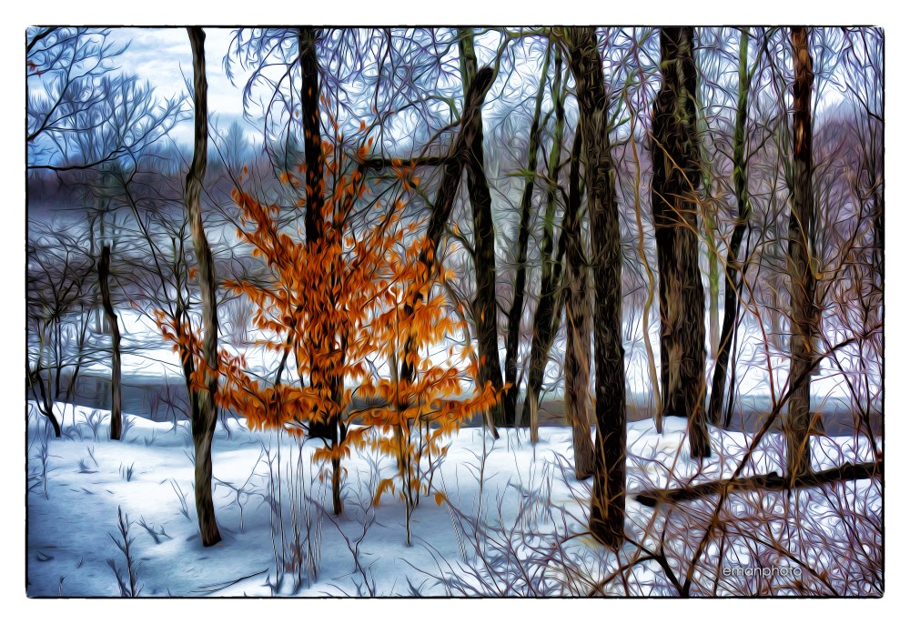 DSC00106_L'arbre_Orange_Dans_Le_Brouillard_Borders
