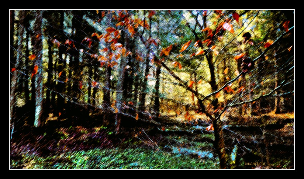 DSC00943_L'arbre_Coloré_Borders