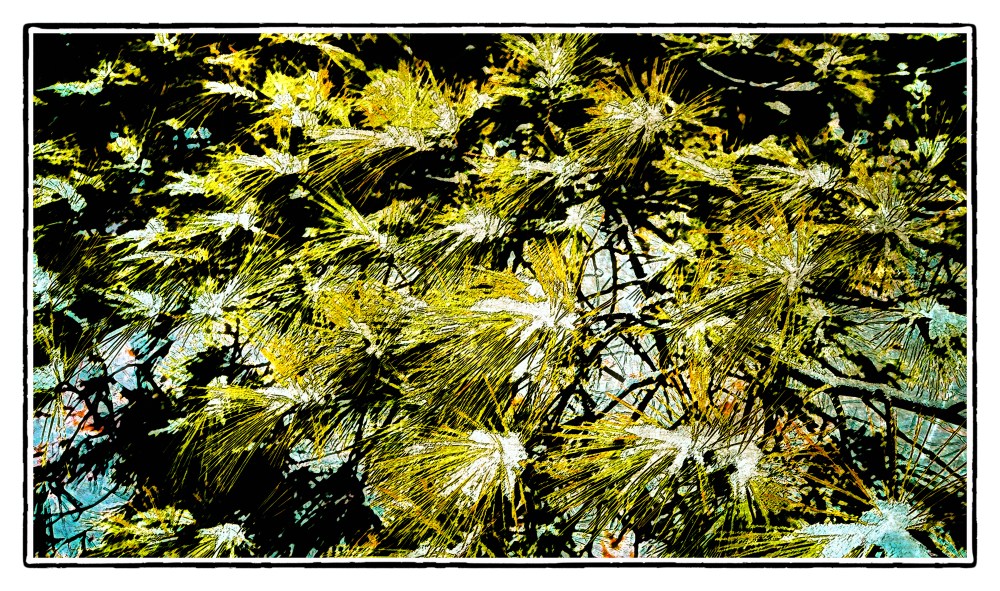 DSC01351_Snow_On_Pine_Needles_Borders