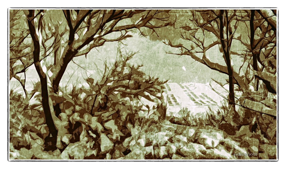 DSC01795_La Neige_Dans_Les_Taillis