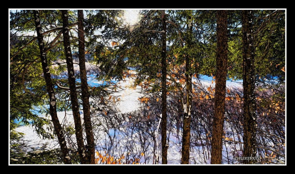 DSC01935_Seven_Pinetrees_in_a_Row_Borders