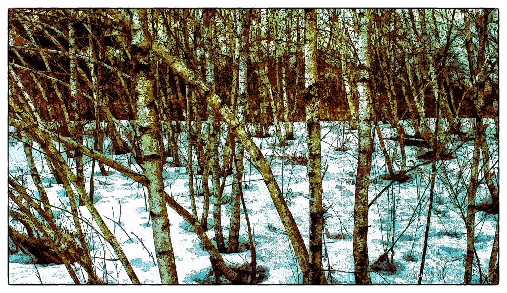 DSCF3032_Méli-Mélo_de_Bouleaux