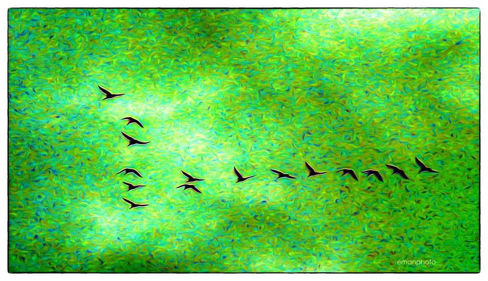 P1020758_V15_Canadian_Geese