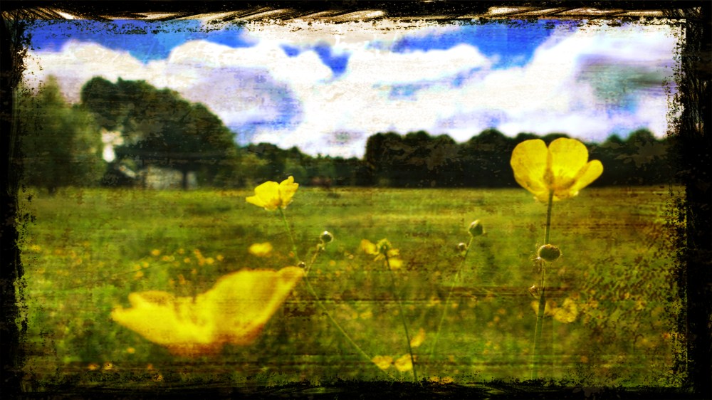 P1030601_Buttercups @ Whit's_GA