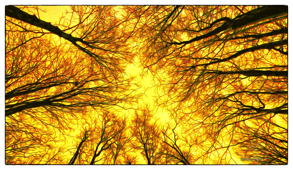 P1040106_Top_of_Trees_Borders