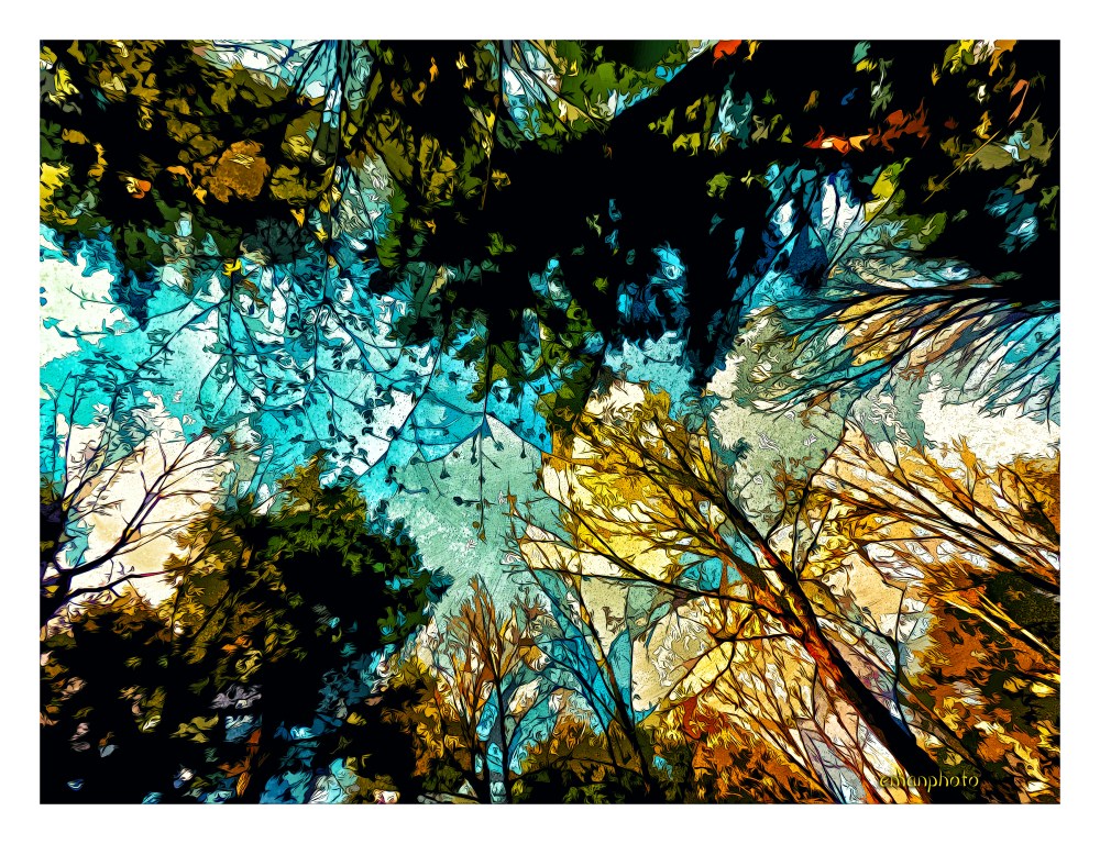 P1040372_La_Cîme_Des_Arbres_2_Borders