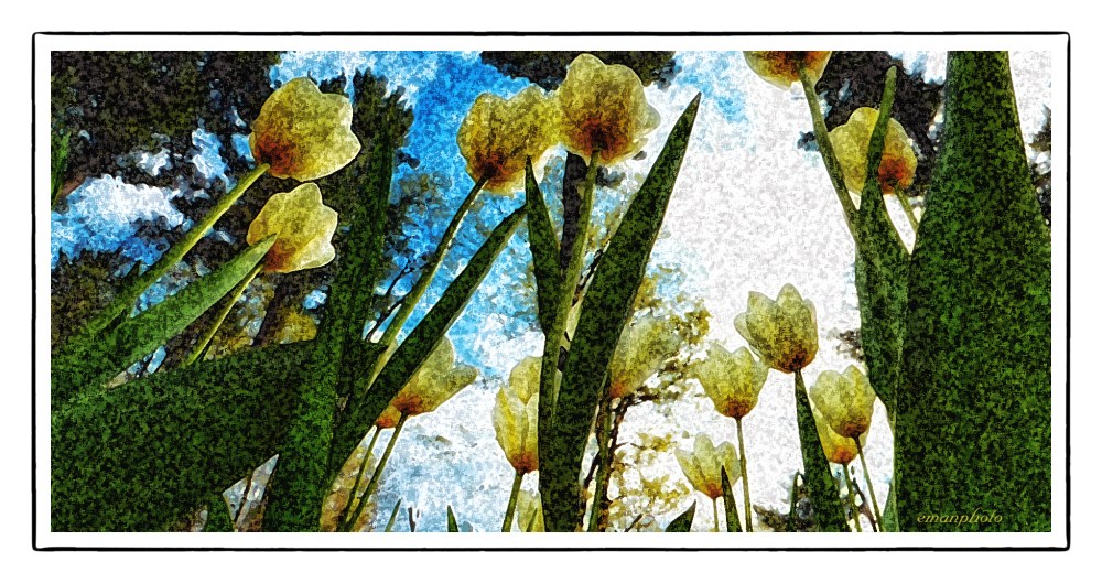 P1040487_Tulip_in_The_Sky_Borders