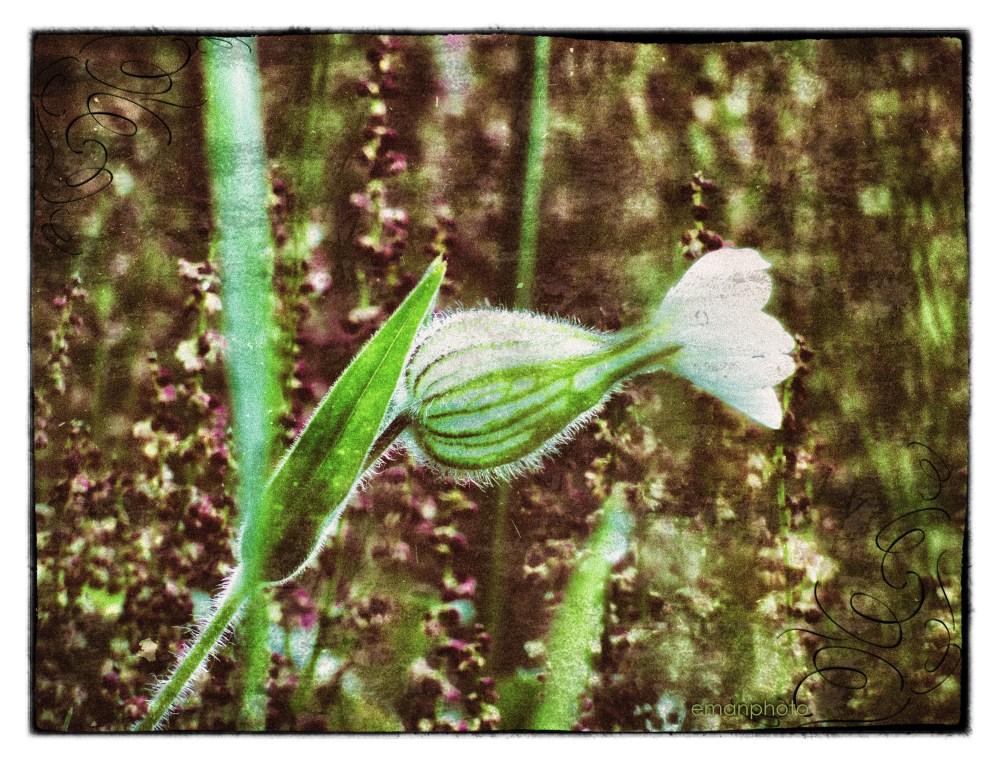 P1050339_Dans_Les_Champs