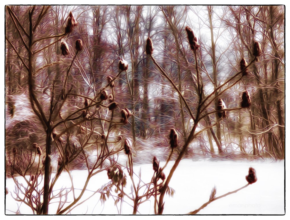 P1030943_Vinaigriers_Dans_La_Neige_Borders