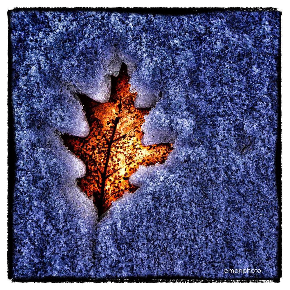 P1120209_Dead_Leaf_in_Snow_Nik_flat.jpg