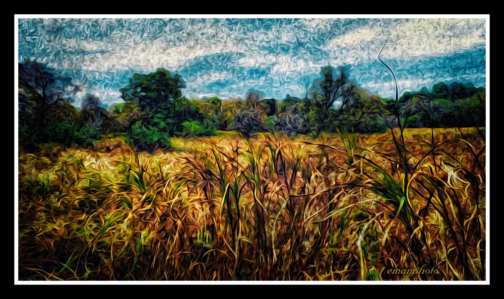 P1090129_Tall_Grass_Dancing_Borders