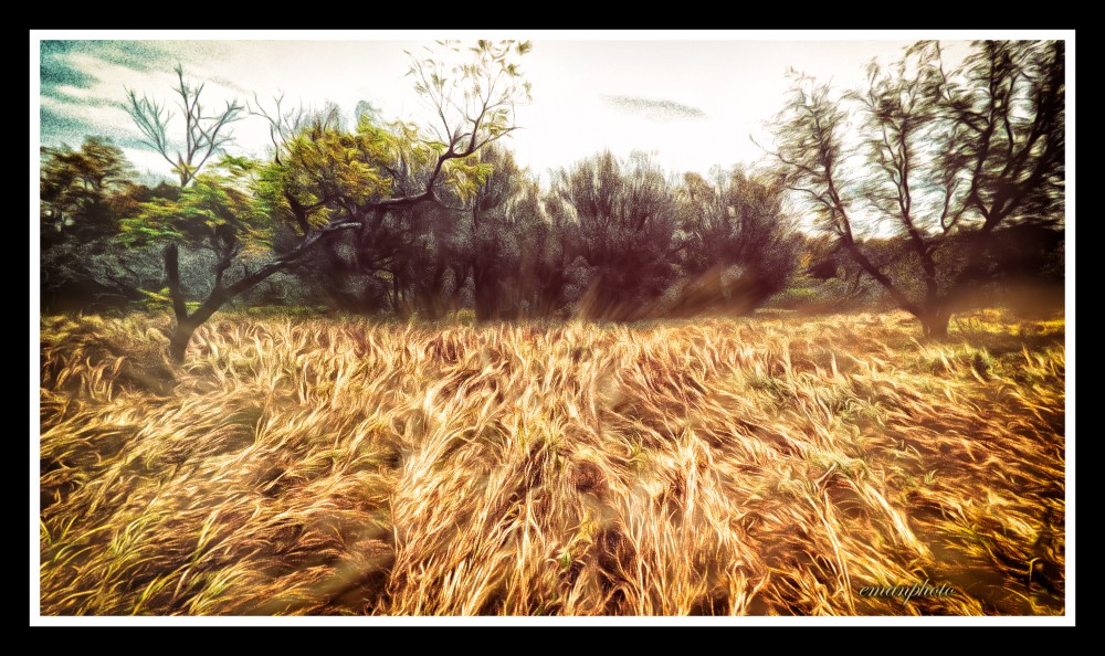 P1090206_Les_Hautes_Herbes_Couchées_Borders