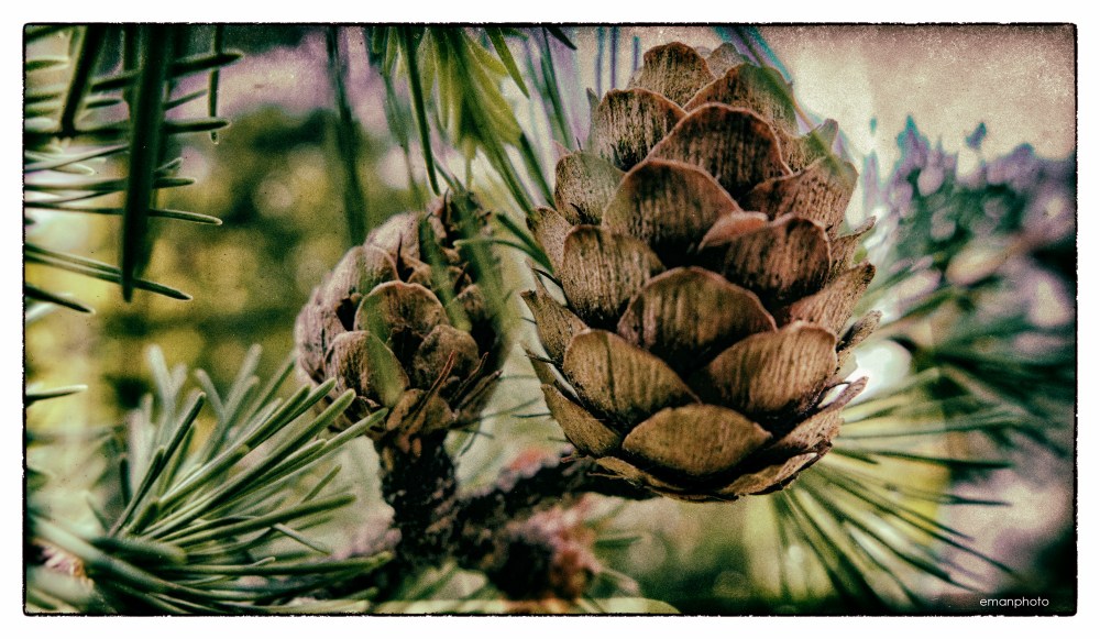 P1130576_Pine_Cones.jpg